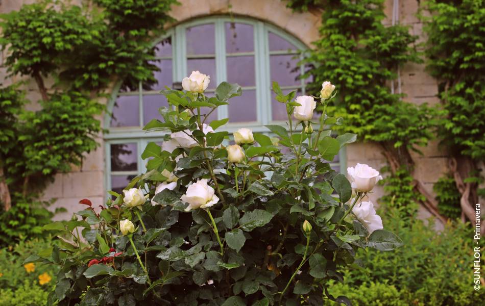 ©SUNFLOR - Primavera
